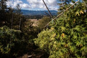 Cannabis plants in an outdoor farming environment.