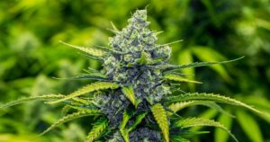 Marijuana seeds