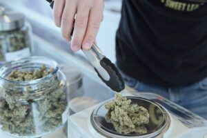 A person working in the cannabis industry weighing marijuana on a scale.