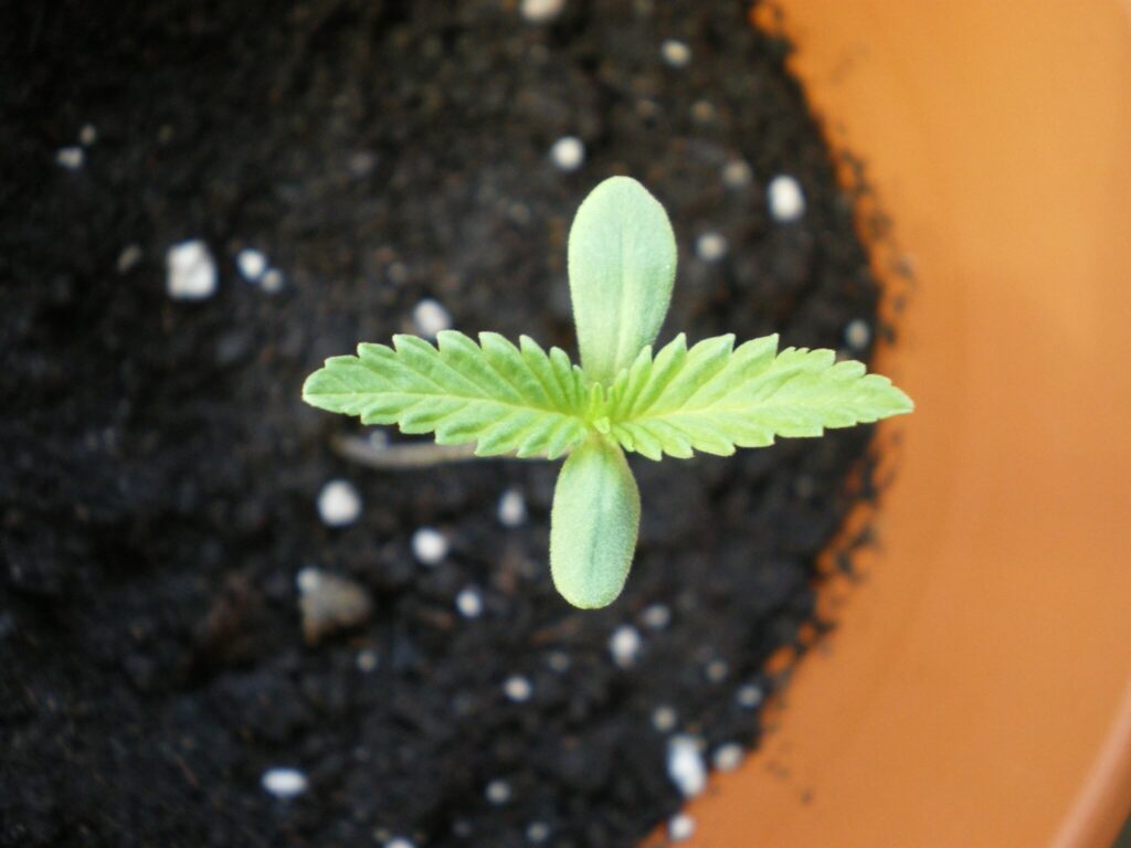 A green plant sprouting from a pot, potentially showcasing some interesting cannabis facts.