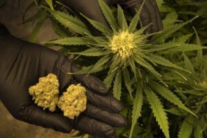 Someone wearing gloves holding dried cannabis buds with a cannabis plant.