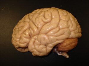 A close-up of a human brain illustrating mental health._SCALED