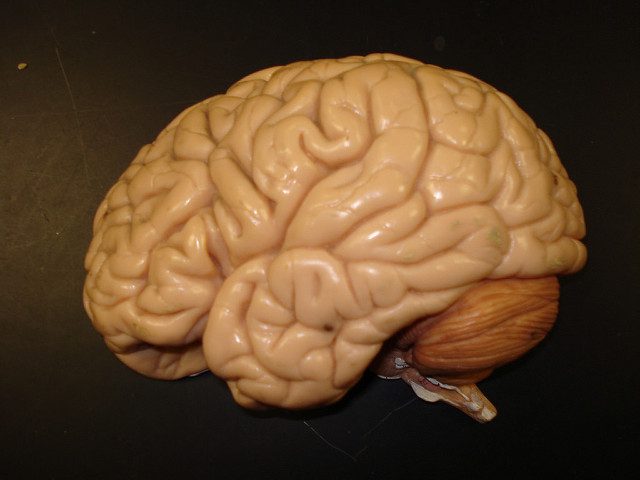 A close-up of a human brain illustrating mental health.