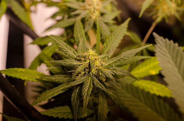 A close up of a marijuana plant.