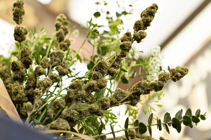 A marijuana plant with green buds.
