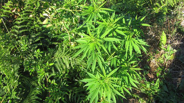 A close-up of a medical marijuana plant.