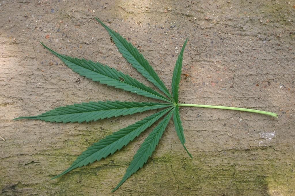 A single cannabis leaf laid flat on a textured surface.