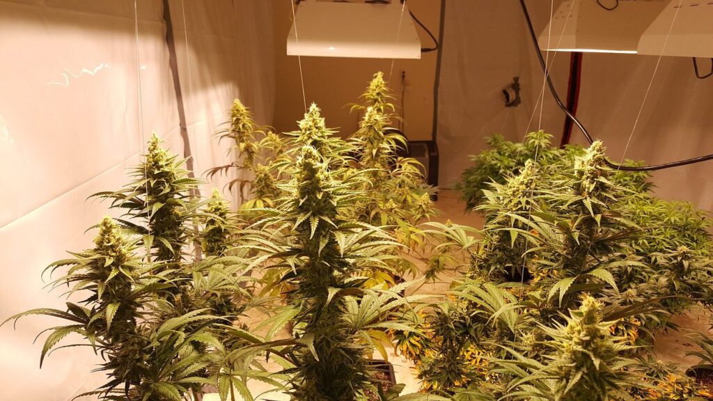 A grow room with several mature cannabis plants under artificial lighting.