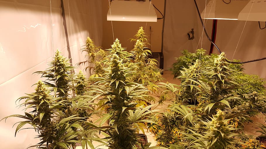 An indoor cannabis cultivation setup that shows several cannabis plants in bloom under artificial lighting