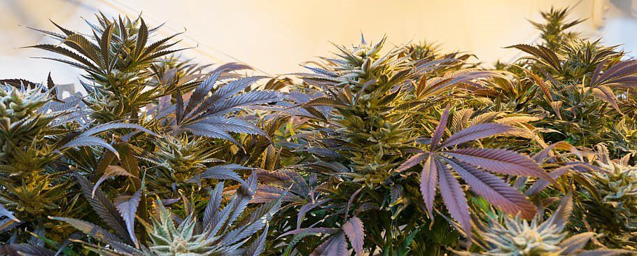 A cannabis plants at a mature stage with visible trichomes and a mixture of green and purple hues on the leaves.