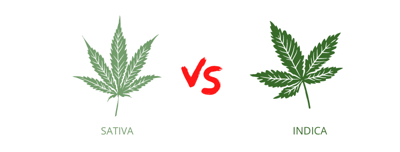 A comparison between Sativa and Indica