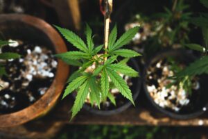 Cannabis plants in pots in a garden.