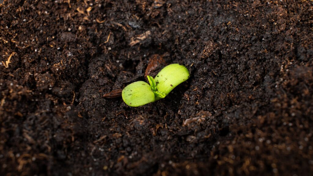 A small plant sprouting out of the dirt.