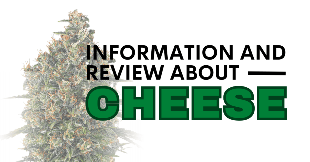 Information and review about cheese.