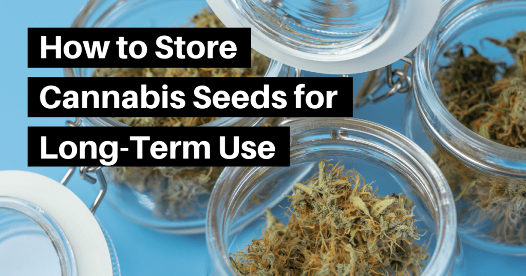 How to store cannabis seeds for long term use.