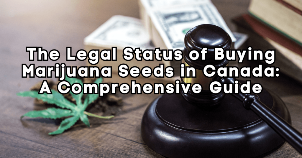 The legal status of buying marijuana seeds in canada a comprehensive guide.
