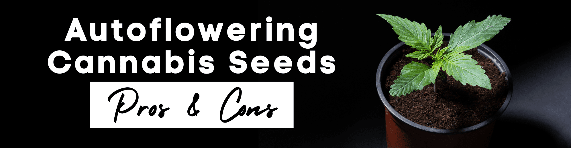 Pros and Cons of Autoflowering Cannabis