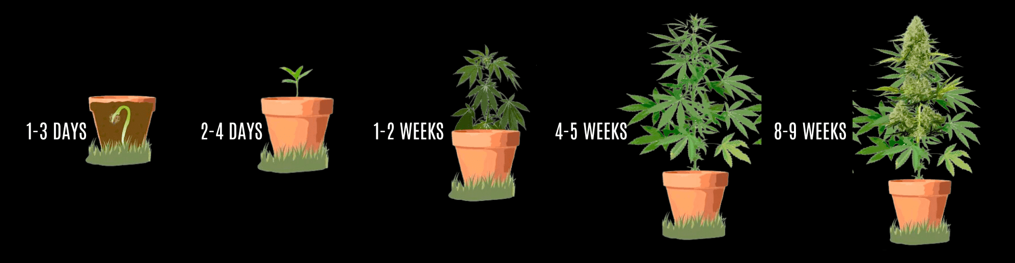 Autoflowering cannabis