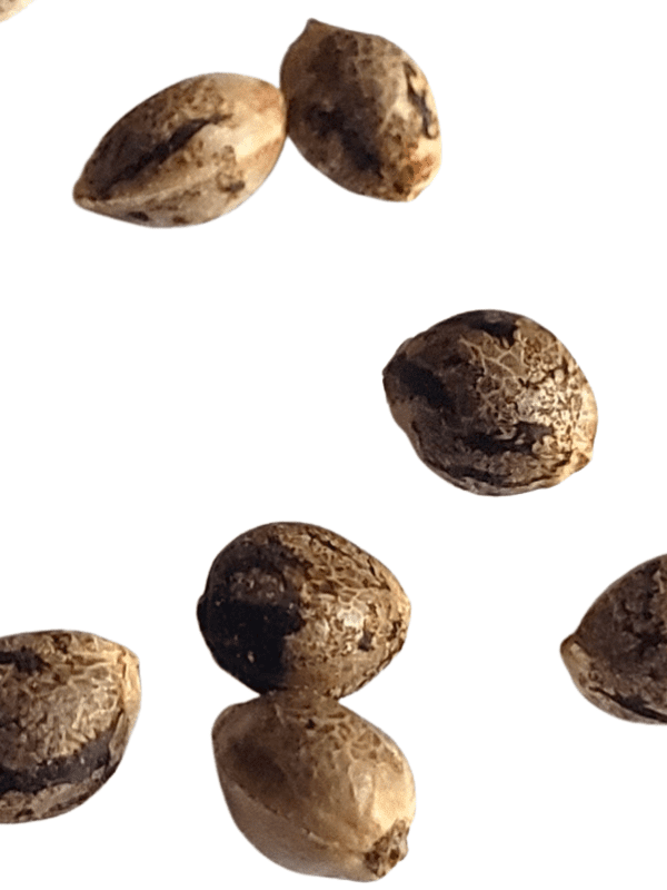 A group of Jack Herer Auto Fem-12 cannabis seeds on a white background, priced at $89.