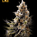 24k Gold Autoflower Seeds