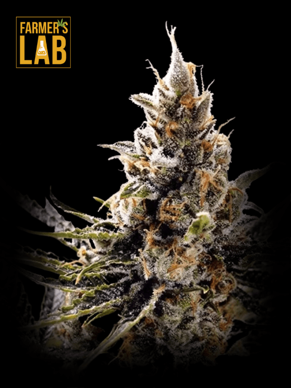 Farmer's lab feminized cannabis seeds, including 24k Gold Autoflower Seeds.