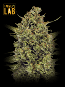 Farmer's lab Acapulco Gold Autoflower Seeds.