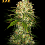 Afghan Feminized Seed