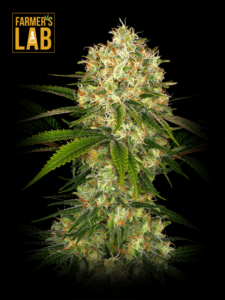 Farmer's lab offers a premium selection of Afghan Feminized Seeds, including Afghan strains.