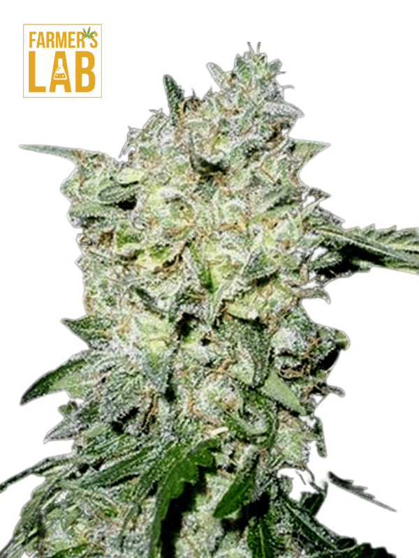 Buy Afghan Kush Feminized Seed | Fast, Secure Delivery 🌿💳