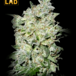 Afghan Kush Feminized Seeds