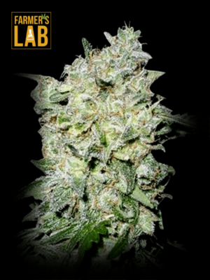 The Incredible Bulk Auto feminized seeds for sale: information and