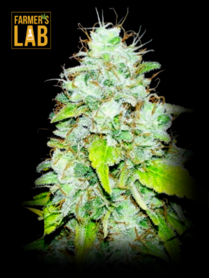 Farmer's lab offers a collection of feminized seeds, including the popular strain Afghan Kush x Super Skunk Feminized Seeds.