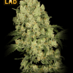 AK 47 Feminized Seeds