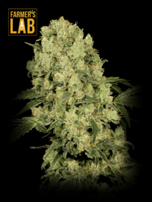 Farmer's lab offers a wide selection of AK 47 Feminized Seeds.