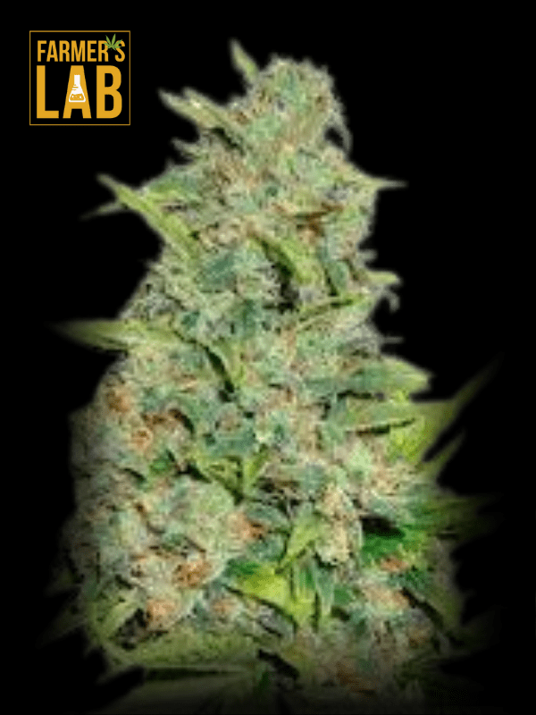 Farmer's lab feminized AK-59 Autoflower Seeds.