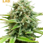 AK Autoflower CBD-12 for $89