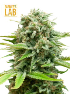 Farmer's lab feminized AK Autoflower CBD-12 cannabis seeds for $89.