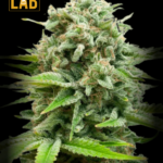 AK Autoflower CBD Seeds