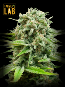 Farmer's lab AK Autoflower CBD Seeds.