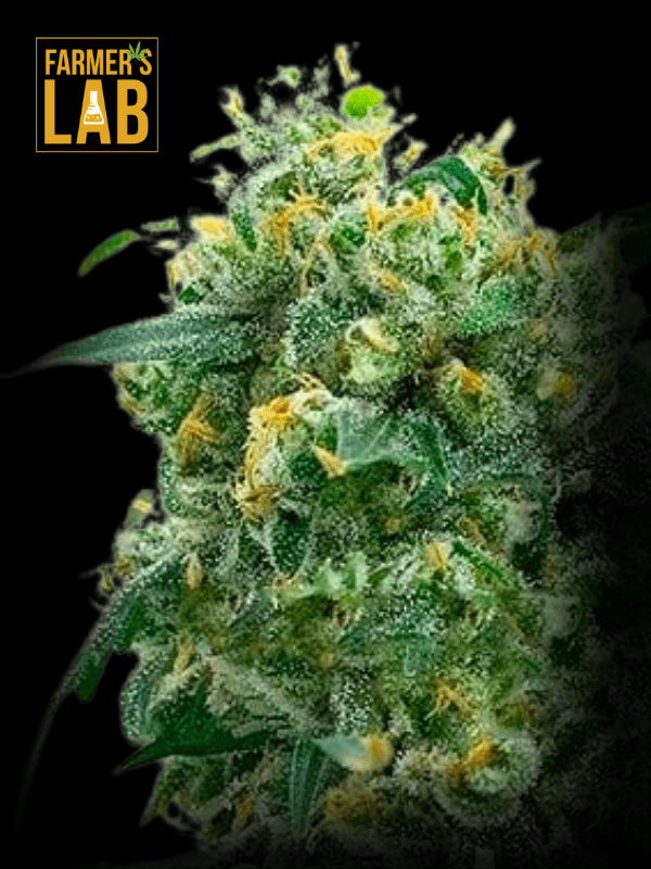 Farmer's lab feminized AK x White Widow Autoflower - Fast Version Seeds, including AK and White Widow varieties.