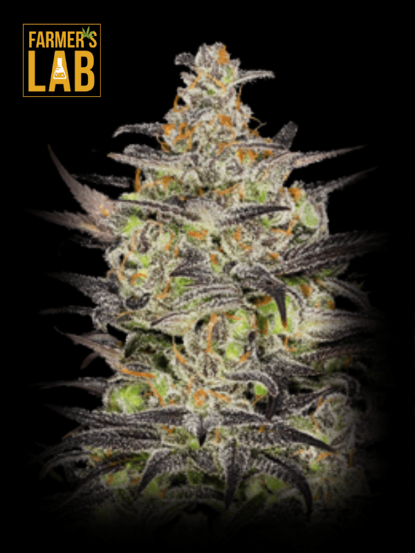 Explore Farmer's lab African x Princess 88 Feminized Seeds.