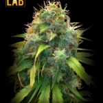 Agent Orange Feminized Seeds