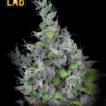 Alaskan Purple Feminized Seeds