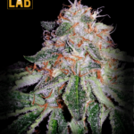 Alien Gorilla Glue Feminized Seeds