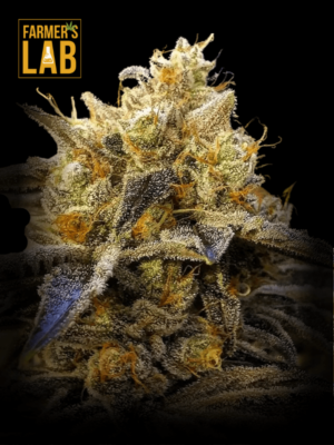Farmer's lab Alien OG Fast Version cannabis seeds.