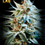 Alien Technology Feminized Seeds