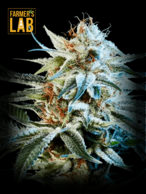 Farmer's lab Alien Technology feminized seeds can be replaced with Alien Technology Feminized Seeds.