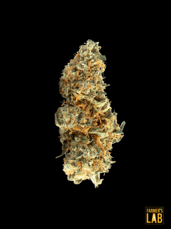 A mesmerizing marijuana flower showcasing Alien Technology Feminized Seeds on a sleek black background.