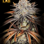 Alien Technology x Do-Si-Dos Feminized Seeds