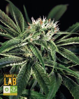 A Grand Daddy Purp Fem cannabis plant with the words farmer's lab on it.